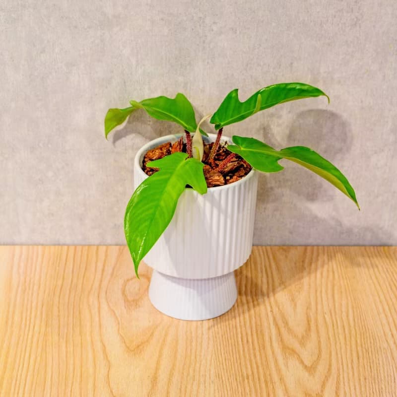 龍爪蔓綠絨白色高腳陶盆 桌上盆栽 室內植物 禮物