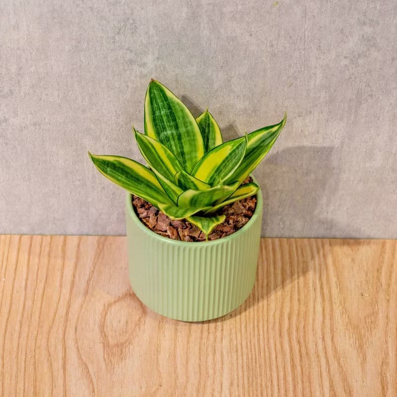 黃金虎尾蘭 莫蘭迪色系直紋陶盆 室內植物 觀葉植物 禮物 盆栽