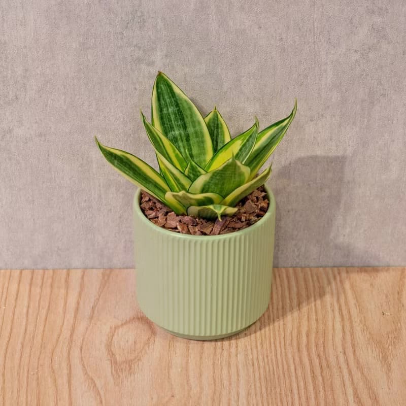 黃金虎尾蘭 莫蘭迪色系直紋陶盆 室內植物 觀葉植物 禮物 盆栽