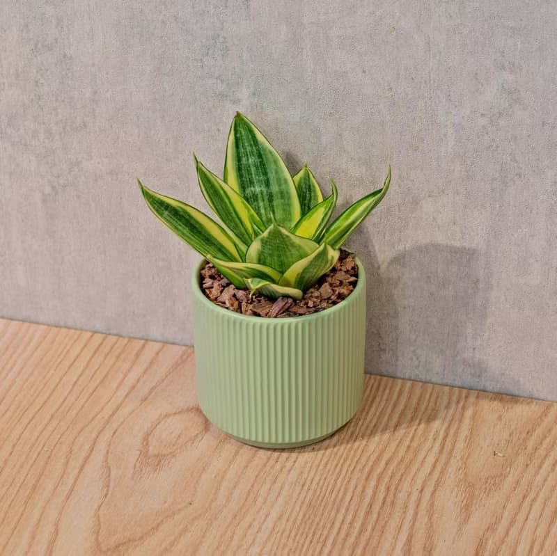 黃金虎尾蘭 莫蘭迪色系直紋陶盆 室內植物 觀葉植物 禮物 盆栽