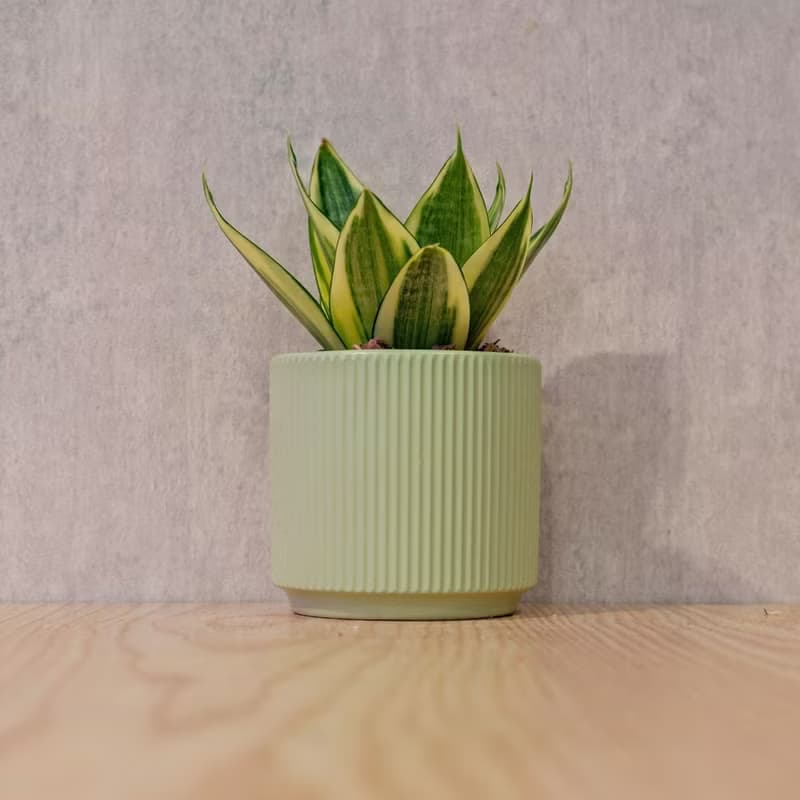 黃金虎尾蘭 莫蘭迪色系直紋陶盆 室內植物 觀葉植物 禮物 盆栽