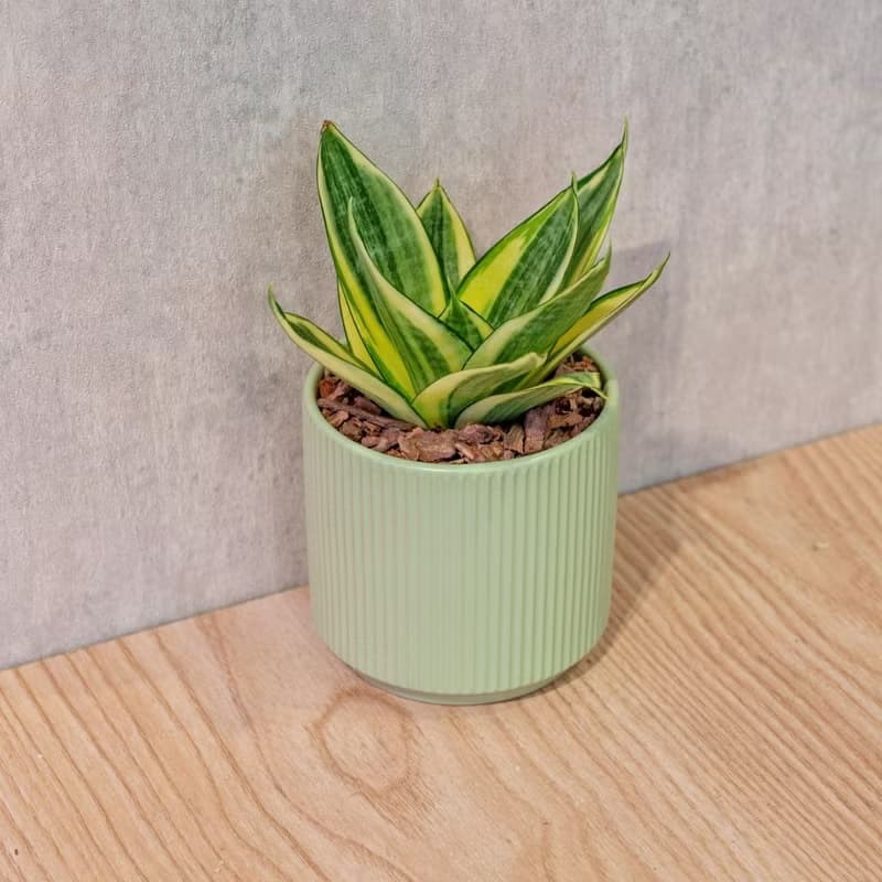 黃金虎尾蘭 莫蘭迪色系直紋陶盆 室內植物 觀葉植物 禮物 盆栽