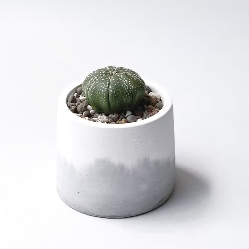 (現貨) 白灰漸層系列 | 三吋兜 圓形雙色水泥多肉植栽