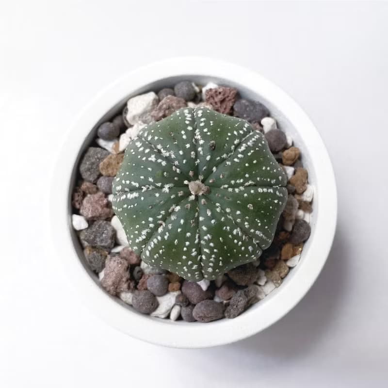 (現貨) 白灰漸層系列 | 三吋兜 圓形雙色水泥多肉植栽