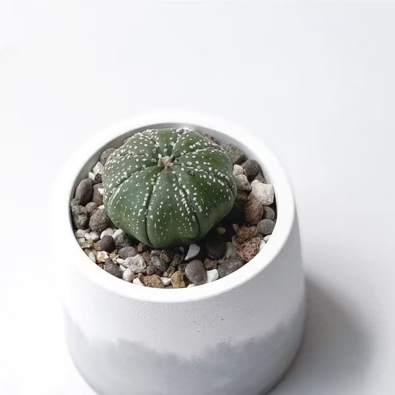 (現貨) 白灰漸層系列 | 三吋兜 圓形雙色水泥多肉植栽