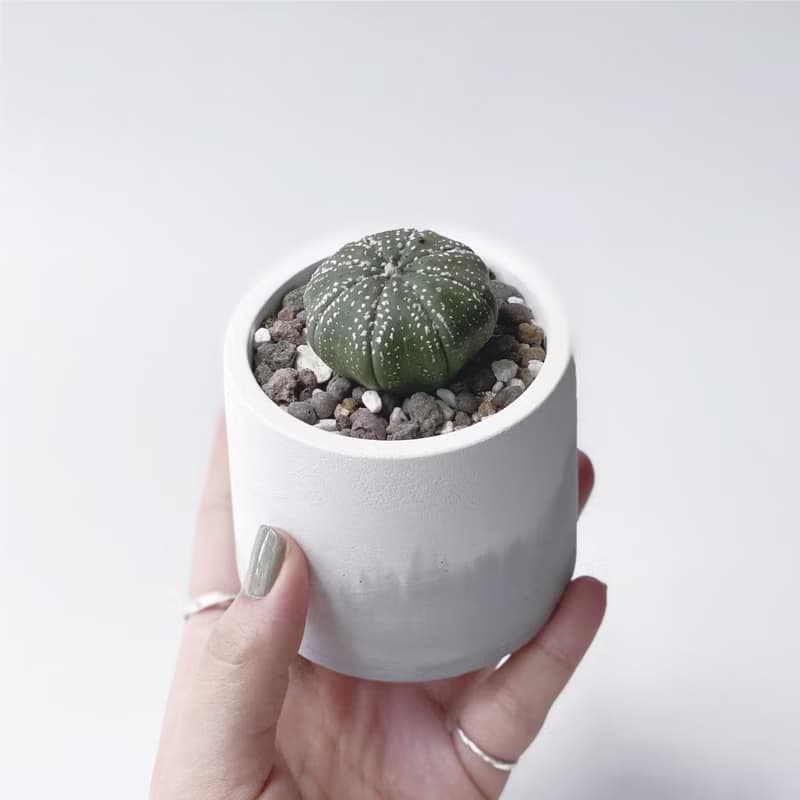 (現貨) 白灰漸層系列 | 三吋兜 圓形雙色水泥多肉植栽