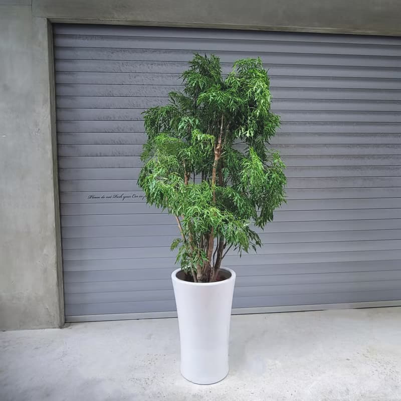 盆空間・裂葉福祿桐 植物綠化盆栽植栽 水泥盆/水磨盆