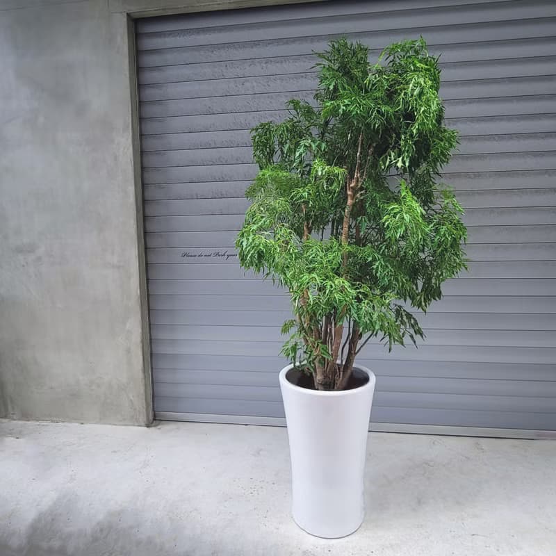 盆空間・裂葉福祿桐 植物綠化盆栽植栽 水泥盆/水磨盆