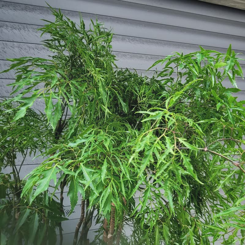 盆空間・裂葉福祿桐 植物綠化盆栽植栽 水泥盆/水磨盆