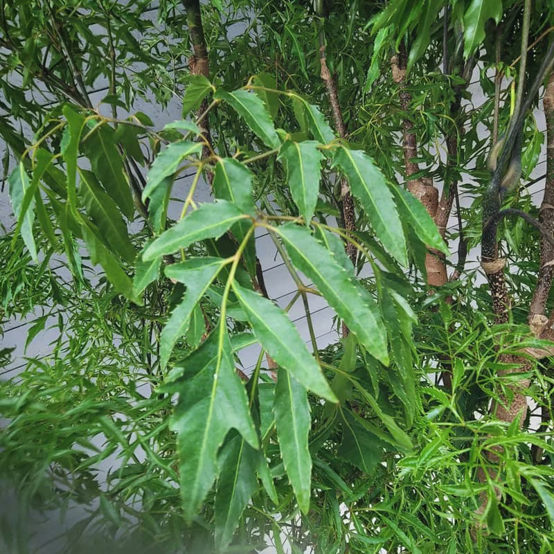 盆空間・裂葉福祿桐 植物綠化盆栽植栽 水泥盆/水磨盆