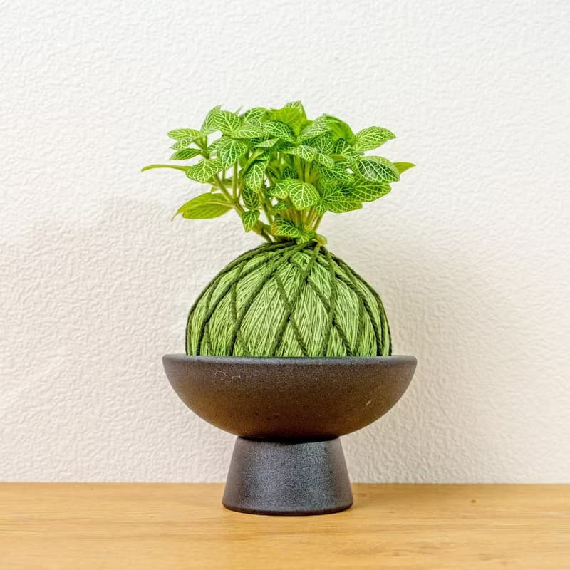 苔球植物 檸檬網紋草草綠苔球加磨砂高腳缽 苔球 苔玉 禮物 送禮
