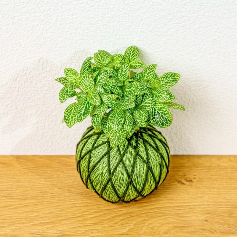 苔球植物 檸檬網紋草草綠苔球加磨砂高腳缽 苔球 苔玉 禮物 送禮