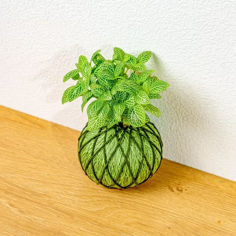 苔球植物 檸檬網紋草草綠苔球加磨砂高腳缽 苔球 苔玉 禮物 送禮