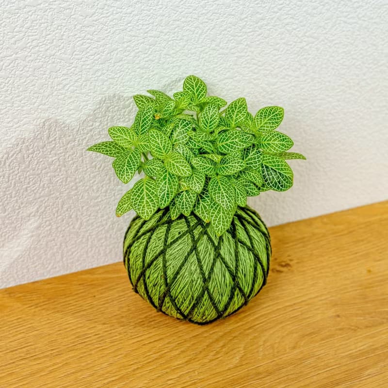 苔球植物 檸檬網紋草草綠苔球加磨砂高腳缽 苔球 苔玉 禮物 送禮
