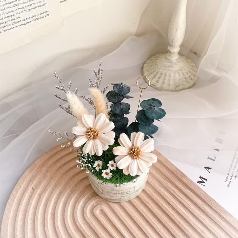 棉花瑪格麗特盆花  乾燥花/婚禮小物/情人節/升遷盆花/生日禮物教