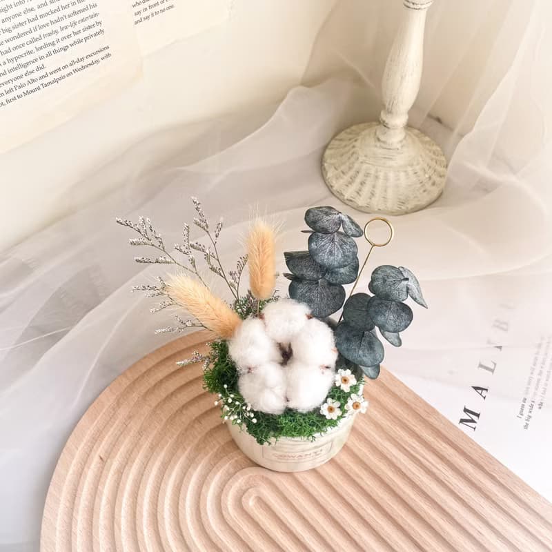 棉花瑪格麗特盆花  乾燥花/婚禮小物/情人節/升遷盆花/生日禮物教