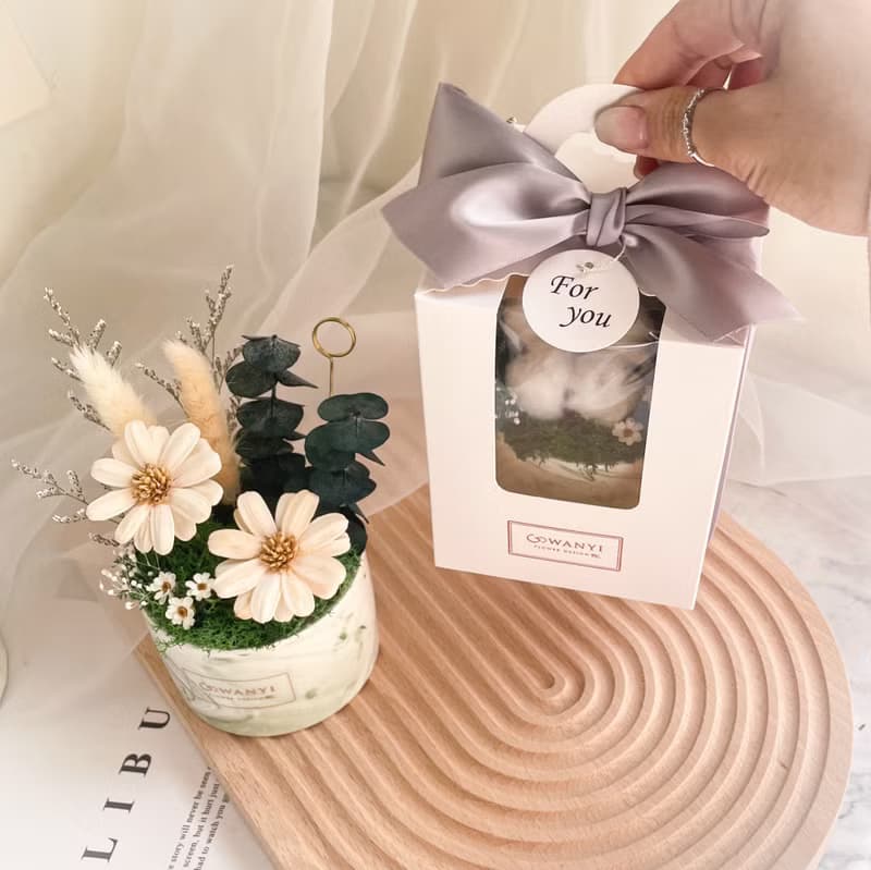 棉花瑪格麗特盆花  乾燥花/婚禮小物/情人節/升遷盆花/生日禮物教