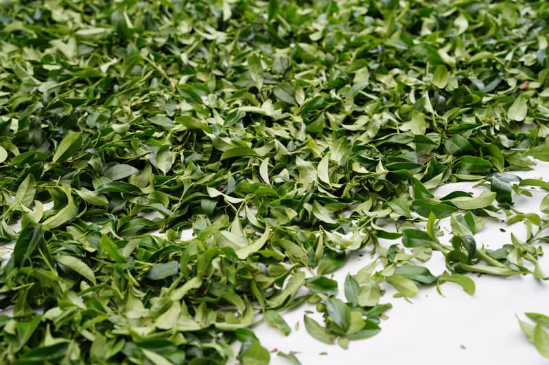 【COTE 茶 Bar】喫的台灣茶_坪林包種茶_ICA得獎作品