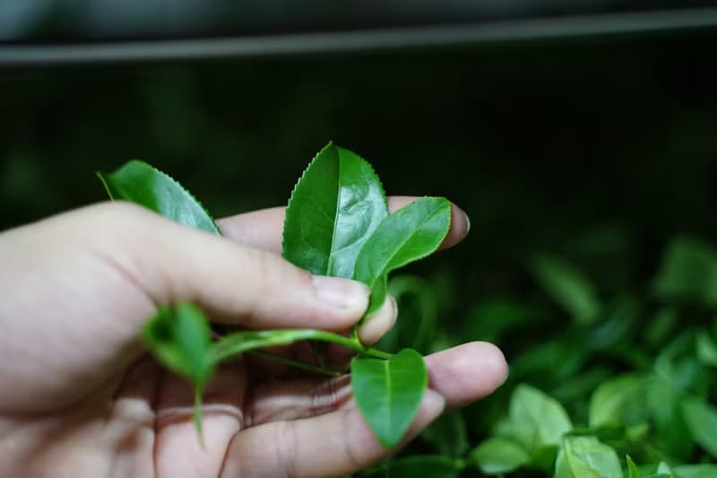 【COTE 茶 Bar】喫的台灣茶_坪林包種茶_ICA得獎作品