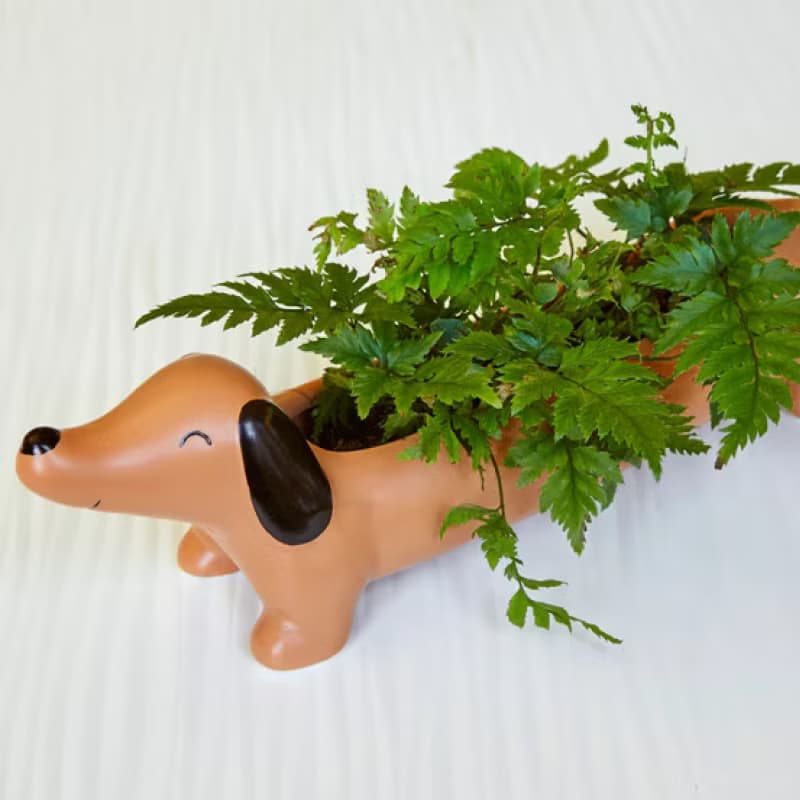 美國 Kikkerland 黑貓花盆 可愛多肉花盆迷你花器 桌面裝飾擺件