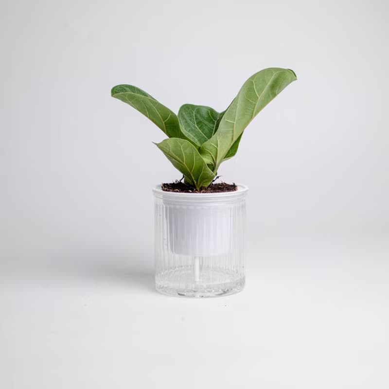 琴葉榕 免澆水盆栽 室內植物 觀葉植物  禮物 辦公室小物