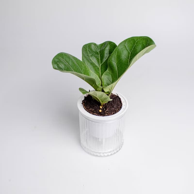 琴葉榕 免澆水盆栽 室內植物 觀葉植物  禮物 辦公室小物