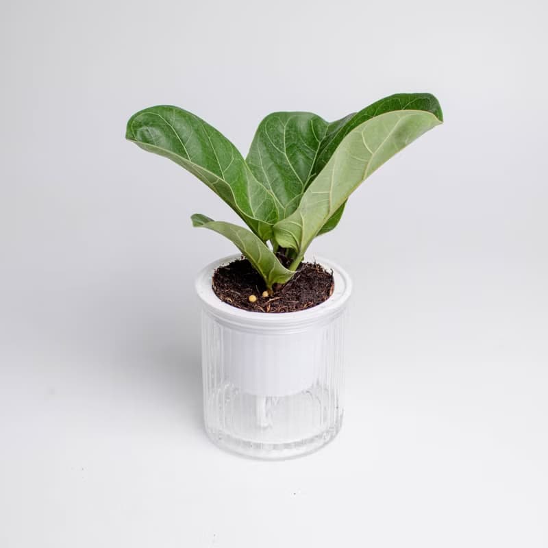 琴葉榕 免澆水盆栽 室內植物 觀葉植物  禮物 辦公室小物