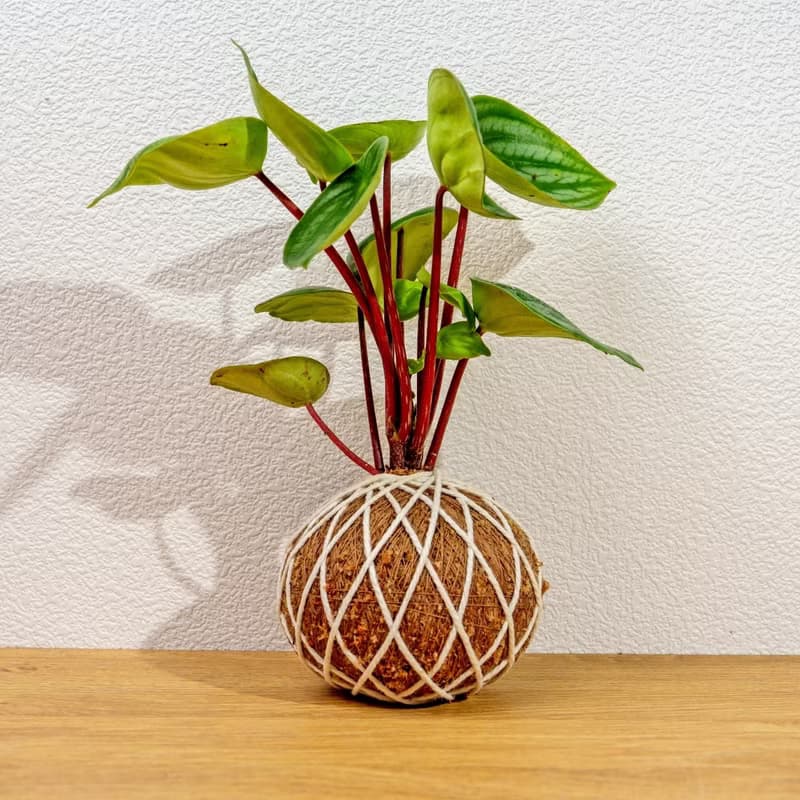 苔球植物 西瓜皮椒草苔球 苔玉 禮物 送禮 桌上盆栽