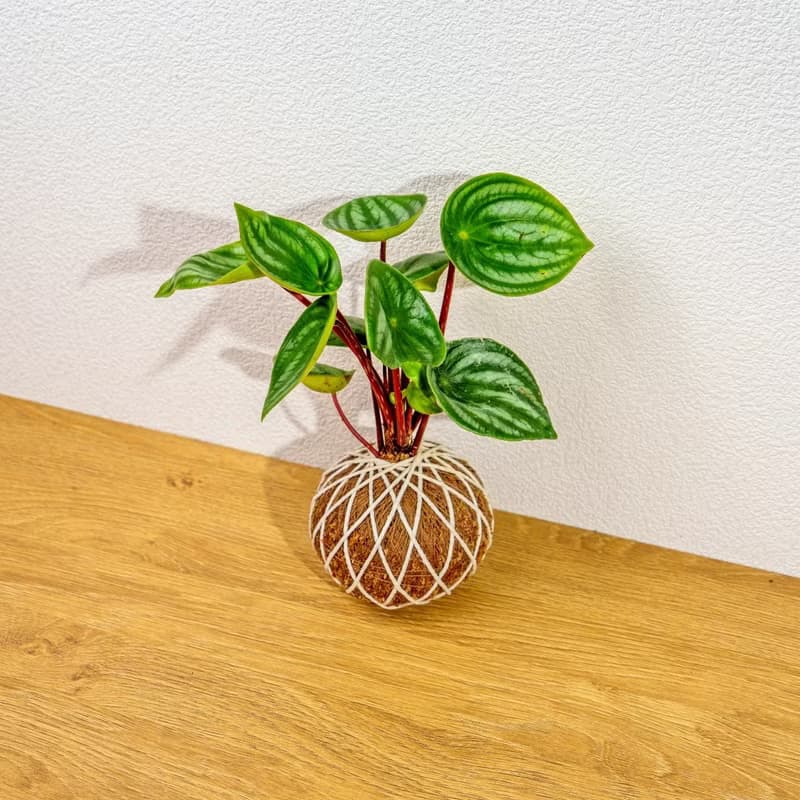苔球植物 西瓜皮椒草苔球 苔玉 禮物 送禮 桌上盆栽