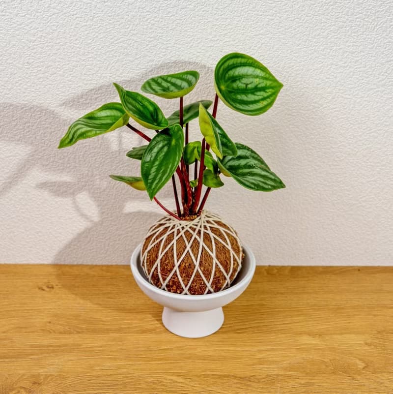 苔球植物 西瓜皮椒草苔球 苔玉 禮物 送禮 桌上盆栽