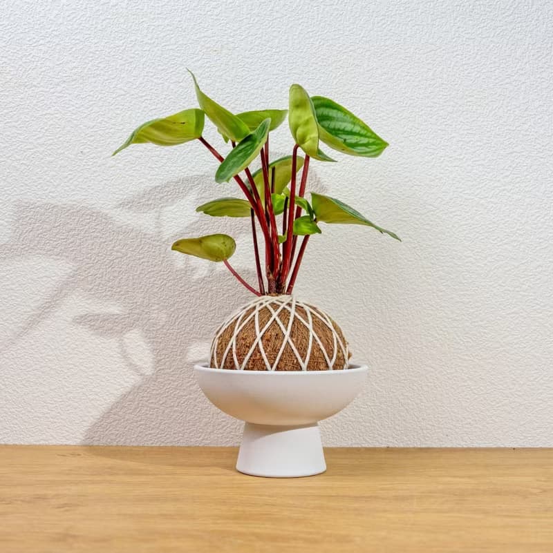苔球植物 西瓜皮椒草苔球 苔玉 禮物 送禮 桌上盆栽