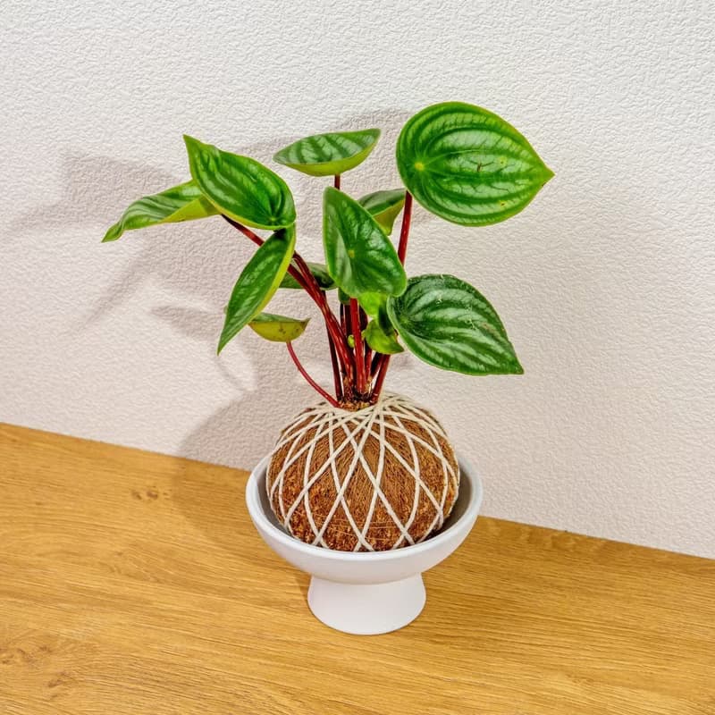 苔球植物 西瓜皮椒草苔球 苔玉 禮物 送禮 桌上盆栽