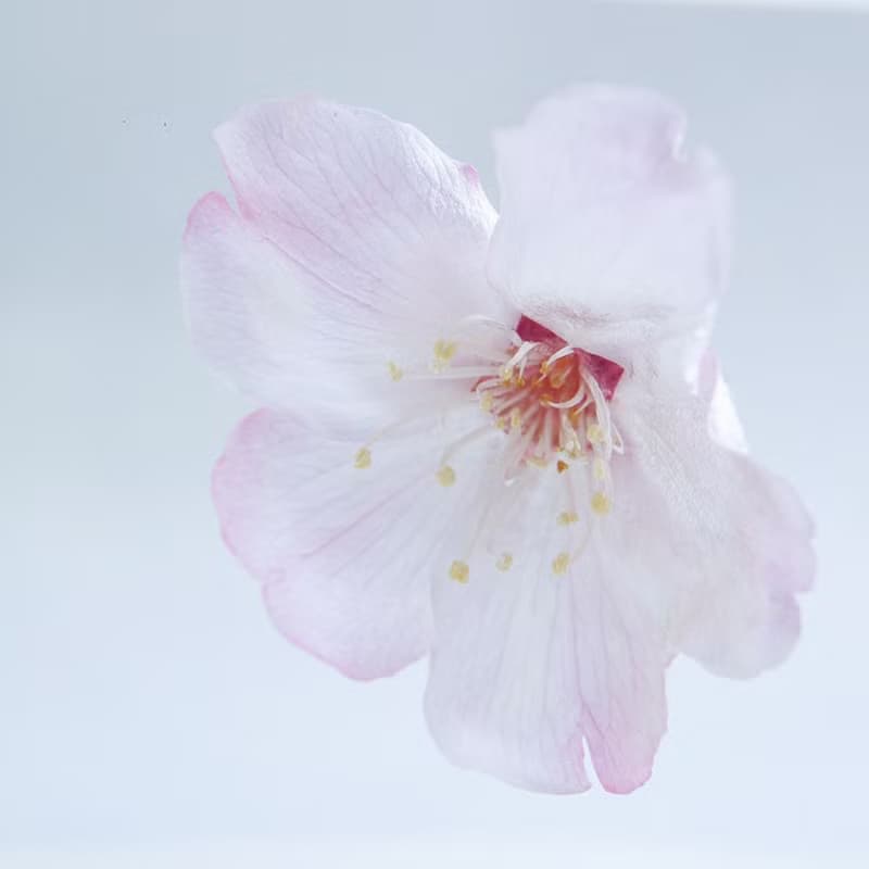 Sola cube 小松乙女櫻花立方塊_心靈之美