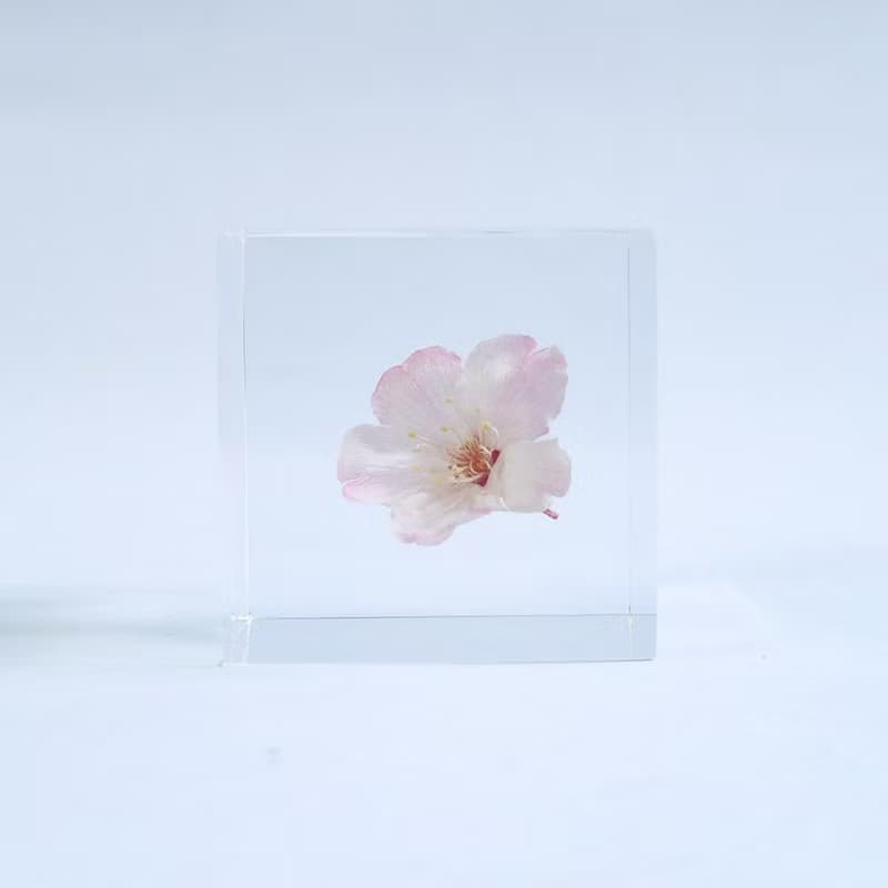 Sola cube 小松乙女櫻花立方塊_心靈之美