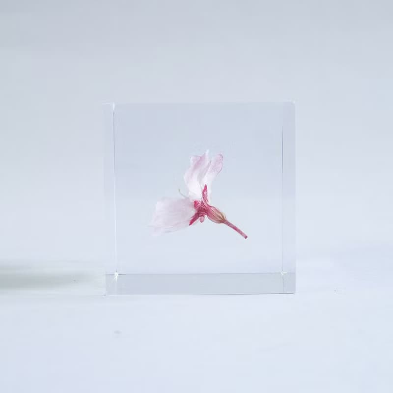 Sola cube 小松乙女櫻花立方塊_心靈之美