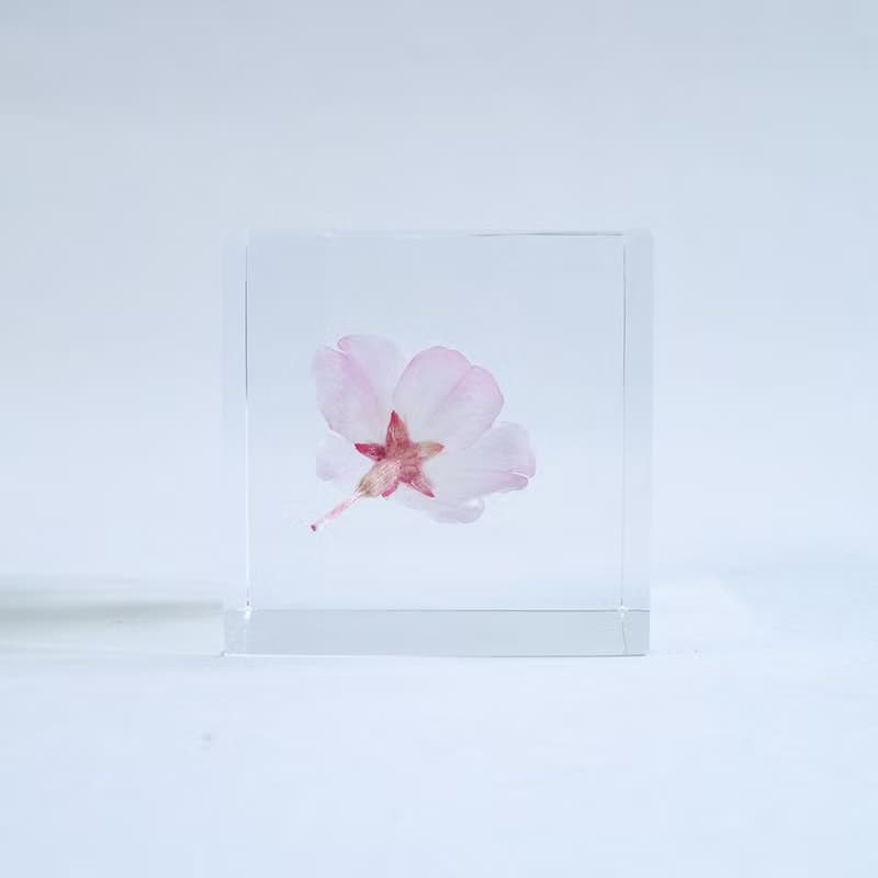 Sola cube 小松乙女櫻花立方塊_心靈之美