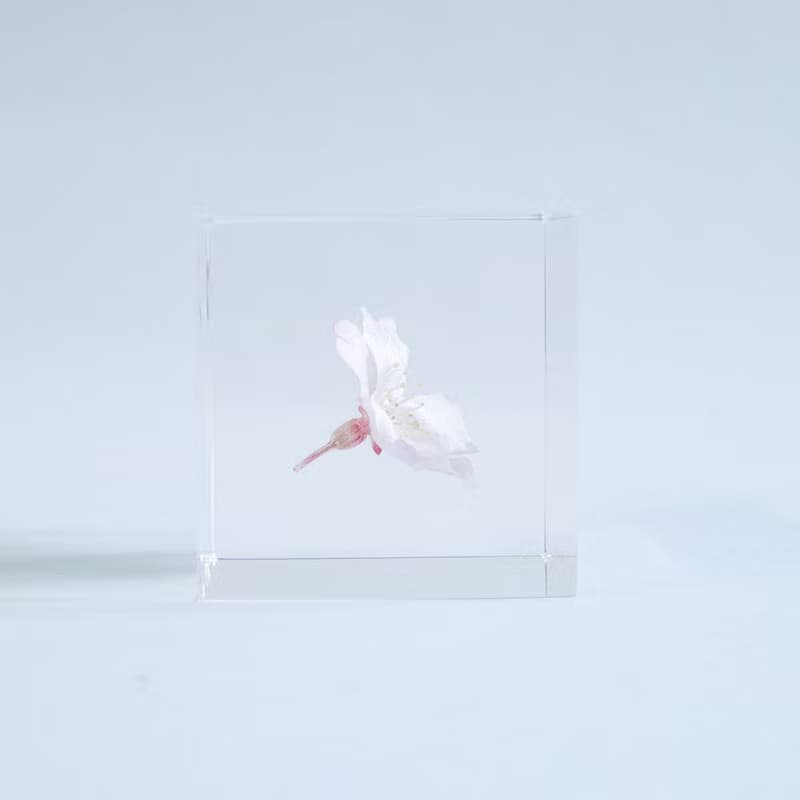 Sola cube 小松乙女櫻花立方塊_心靈之美