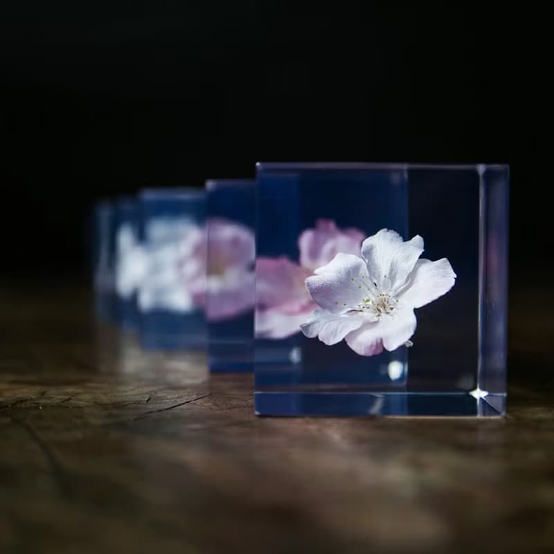 Sola cube 小松乙女櫻花立方塊_心靈之美