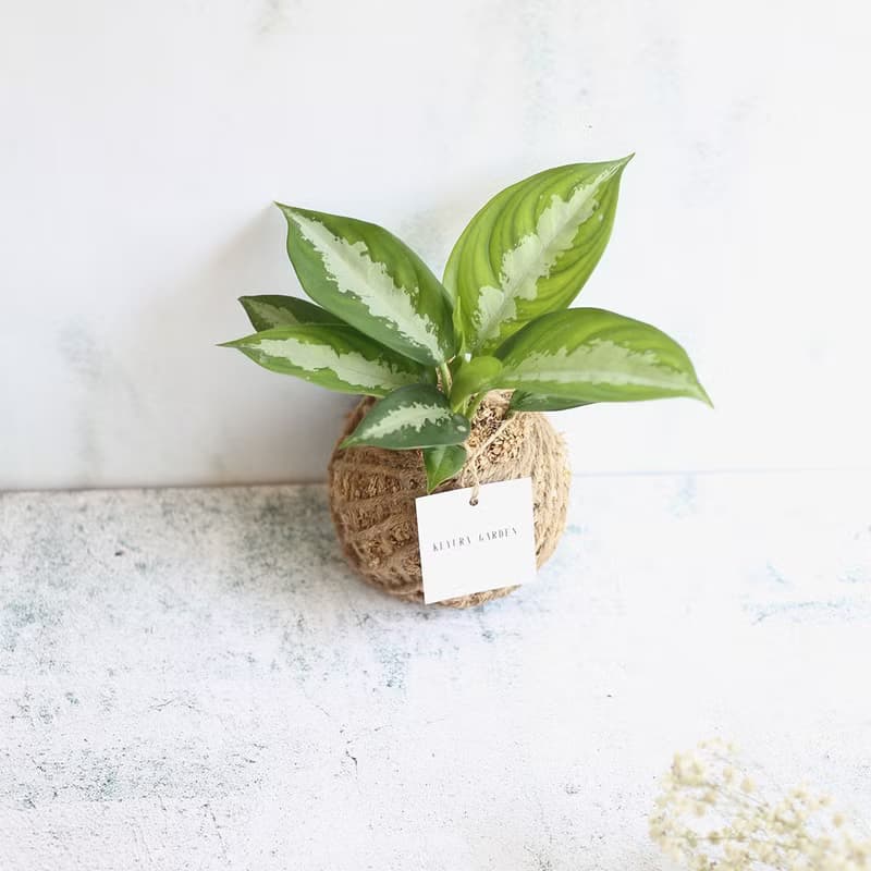 PD15黛粉葉小苔球 / 室內植物