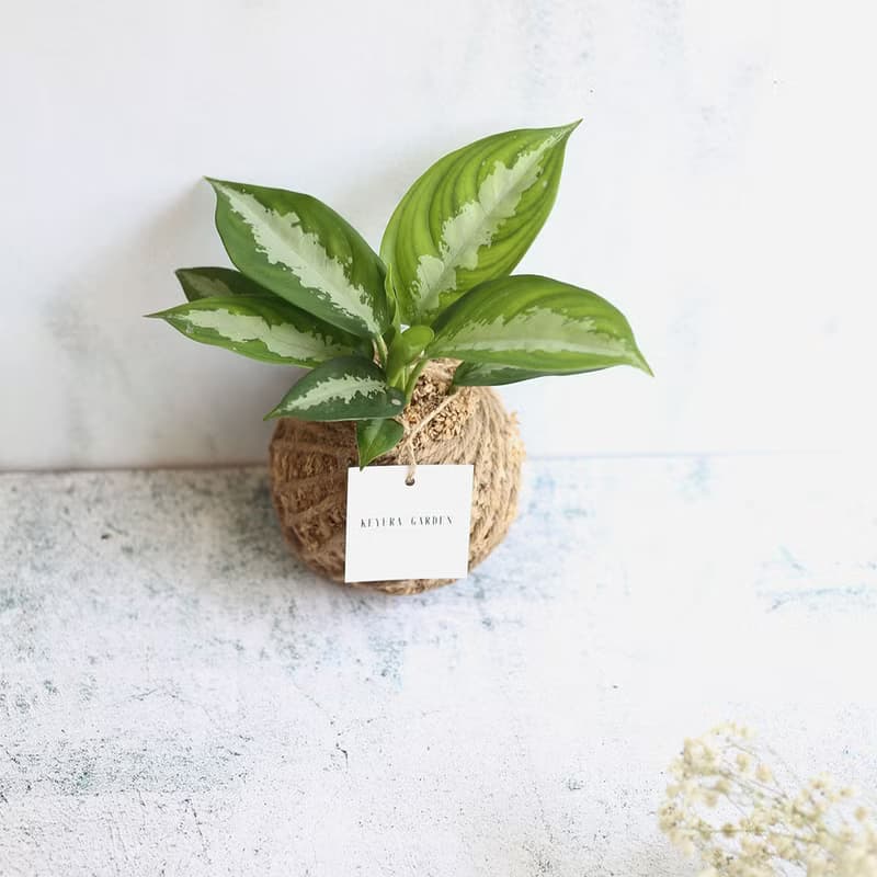 PD15黛粉葉小苔球 / 室內植物