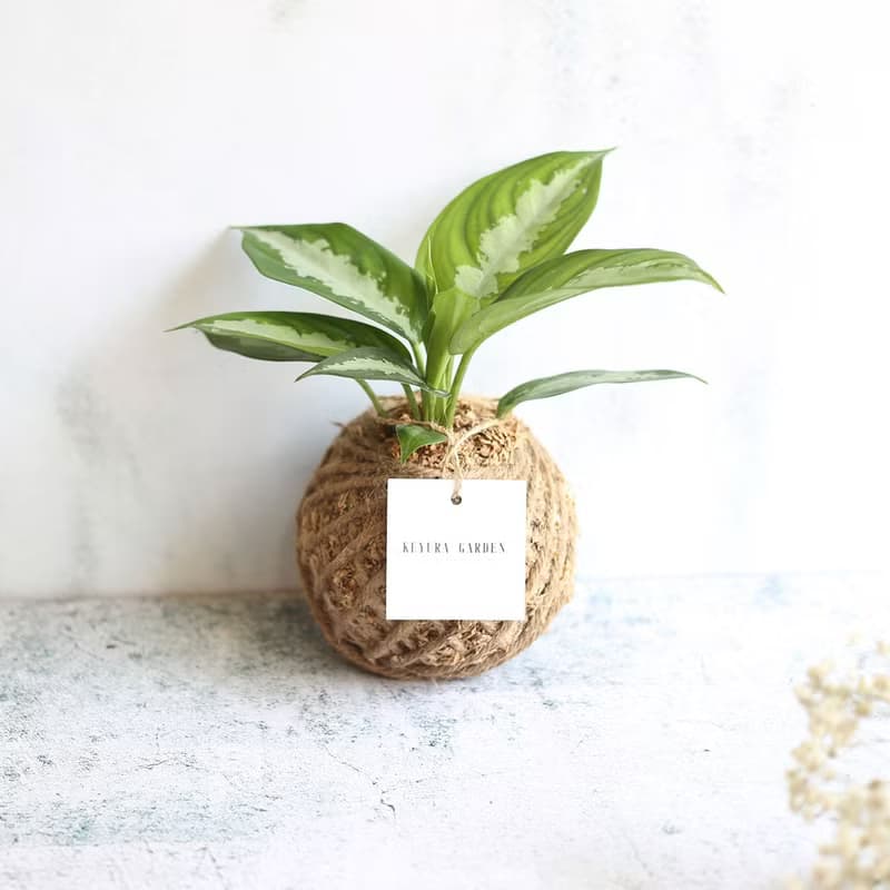 PD15黛粉葉小苔球 / 室內植物