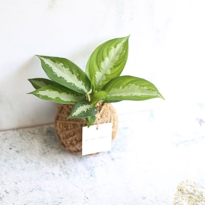 PD15黛粉葉小苔球 / 室內植物