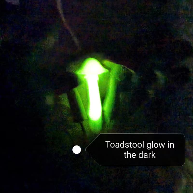 神奇的快樂微型蘑菇童話花園玻璃容器有趣的植物樁