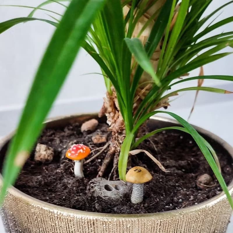 神奇的快樂微型蘑菇童話花園玻璃容器有趣的植物樁