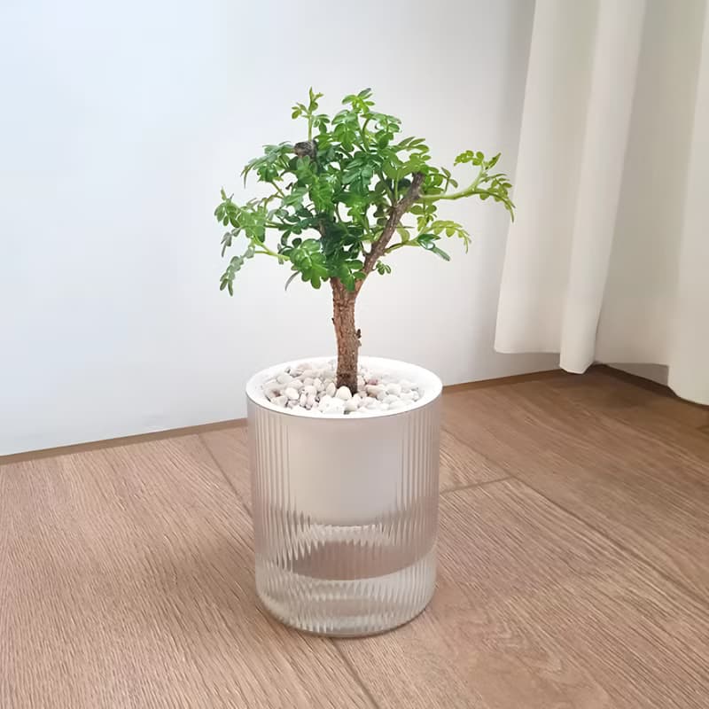 胡椒木吸水盆栽 療癒清香小樹 視覺與香氣兼具