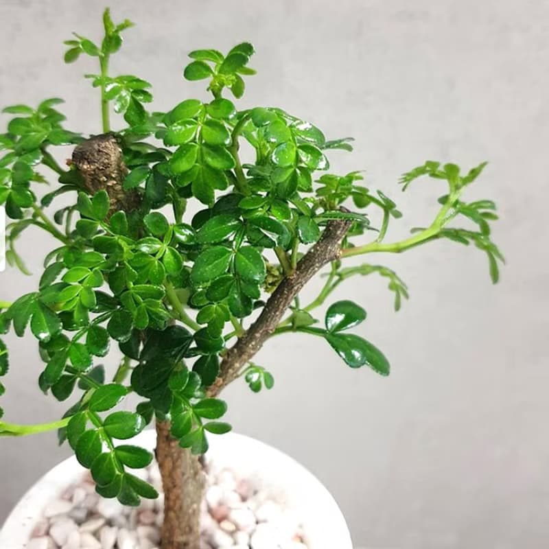 胡椒木吸水盆栽 療癒清香小樹 視覺與香氣兼具
