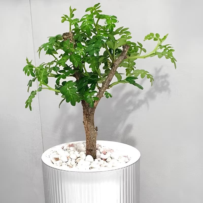 胡椒木吸水盆栽 療癒清香小樹 視覺與香氣兼具