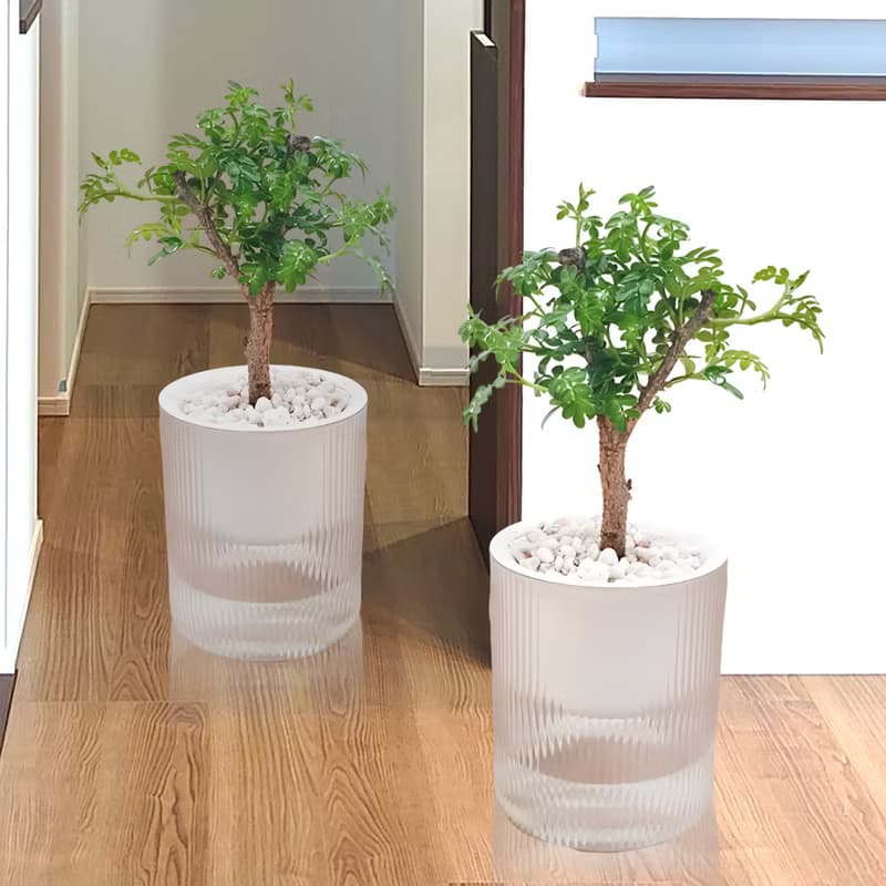 胡椒木吸水盆栽 療癒清香小樹 視覺與香氣兼具