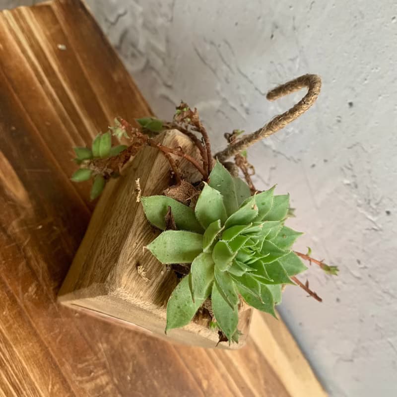 手工木作設計 盆栽擺飾 多肉植物 老虎卷絹