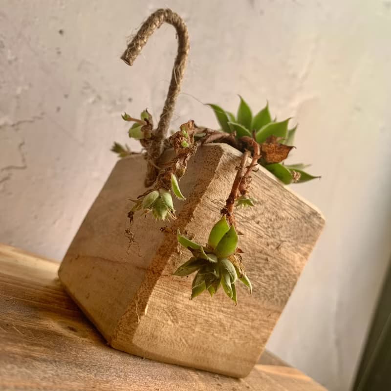 手工木作設計 盆栽擺飾 多肉植物 老虎卷絹